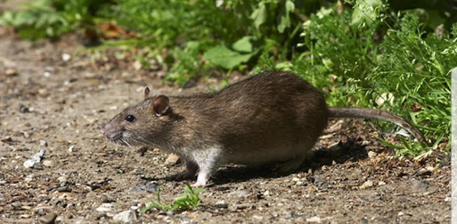 Normandie Désinsectisation - Caen