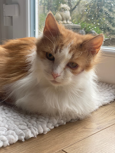 Cat Rescue West Wales - United Kingdom