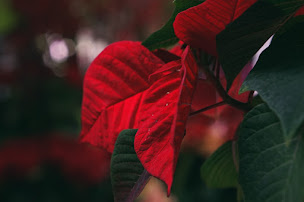 Photo n°22 de Fleuriste ioli Fleurs Maître Artisan Limeil-Brévannes, Valenton, Uber eats, Interflora, Boissy-Saint-Léger à Limeil-Brévannes (Fleuriste grossiste)