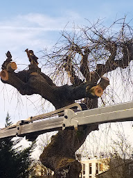 Photo n°20 de Artisan Stéphane à Abbeville (Service d'élagage)