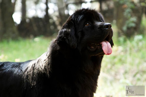 Clinica Veterinaria Quiron