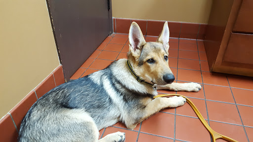 Antigo Veterinary Clinic - Thumbnail