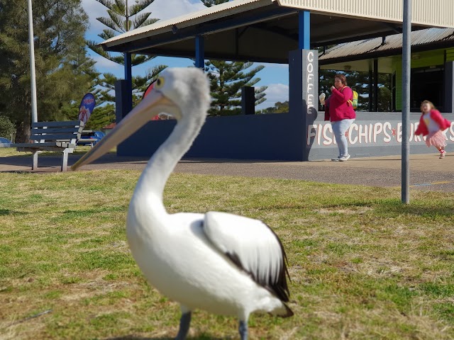 Lake Illawarra Kiosk