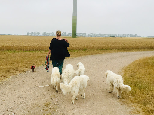 Pfötchen-Reha Praxis für Tierphysiotherapie Nadine Möhle - Thumbnail