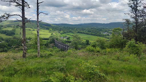 The Glandwr Forest