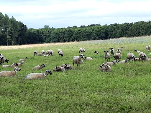 Photo 6 - La Touche Guillet - Ferme DUBOURG - Mayenne (53)