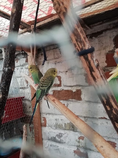 Aviario los canarios - Thumbnail