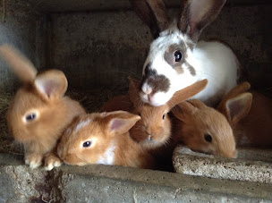 Photo n°35 de Chambres d’hôtes : La Grange aux Hirondelles à Athienville (Ferme)