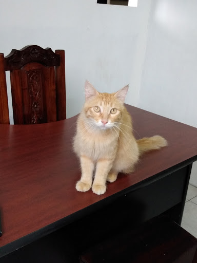 Clinica Veterinaria Los Angeles - Thumbnail