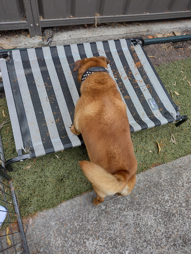 Auramist Lodge Dog Boarding And Cattery Gallery - Australia