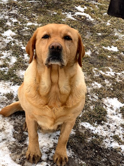 Kishholm Labradors