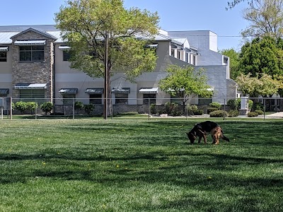 dogs park