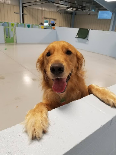 The Pet Doctor: Doggie Daycare & Boarding - Thumbnail