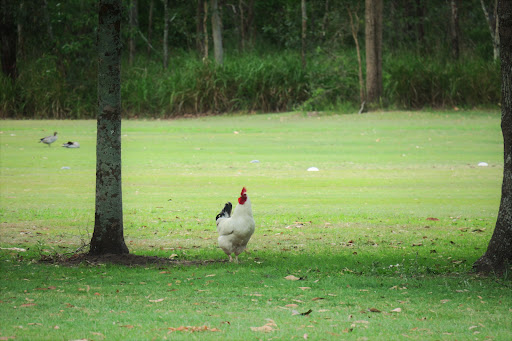 Oxley Golf Range - Thumbnail