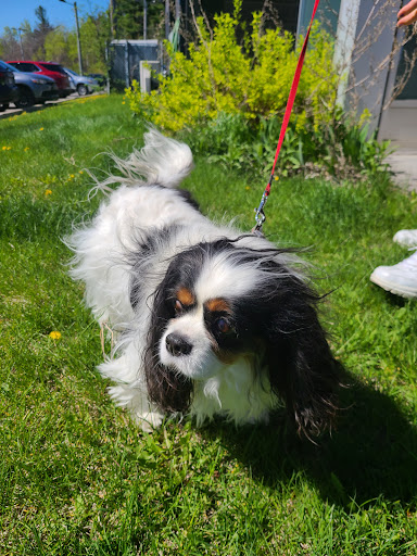 Centre Canin de Trois-Rivières Gallery - Canada