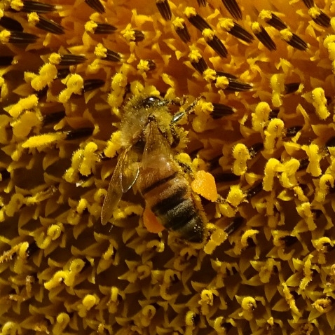 Hunter Valley Sunflowers - Thumbnail