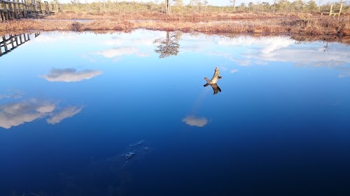 Männikjärve raba vaatetorn