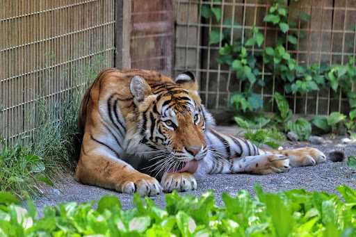 Living Treasures "Wild" Animal Park Gallery - United States