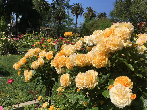McKinley Rose Garden - Thumbnail