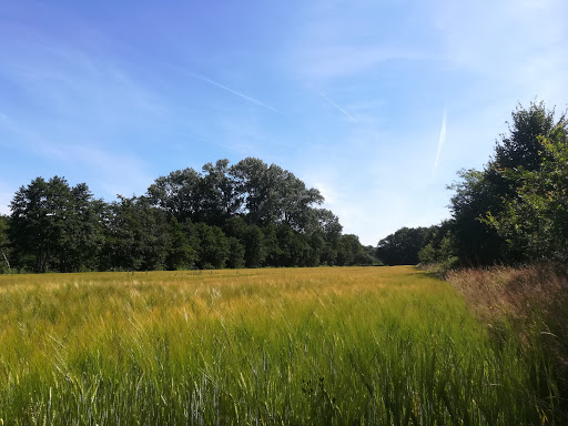 Kapperbos - Visual