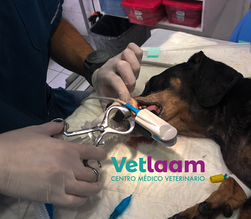 Vetlaam