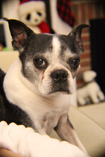 Wake Forest Animal Hospital - Thumbnail