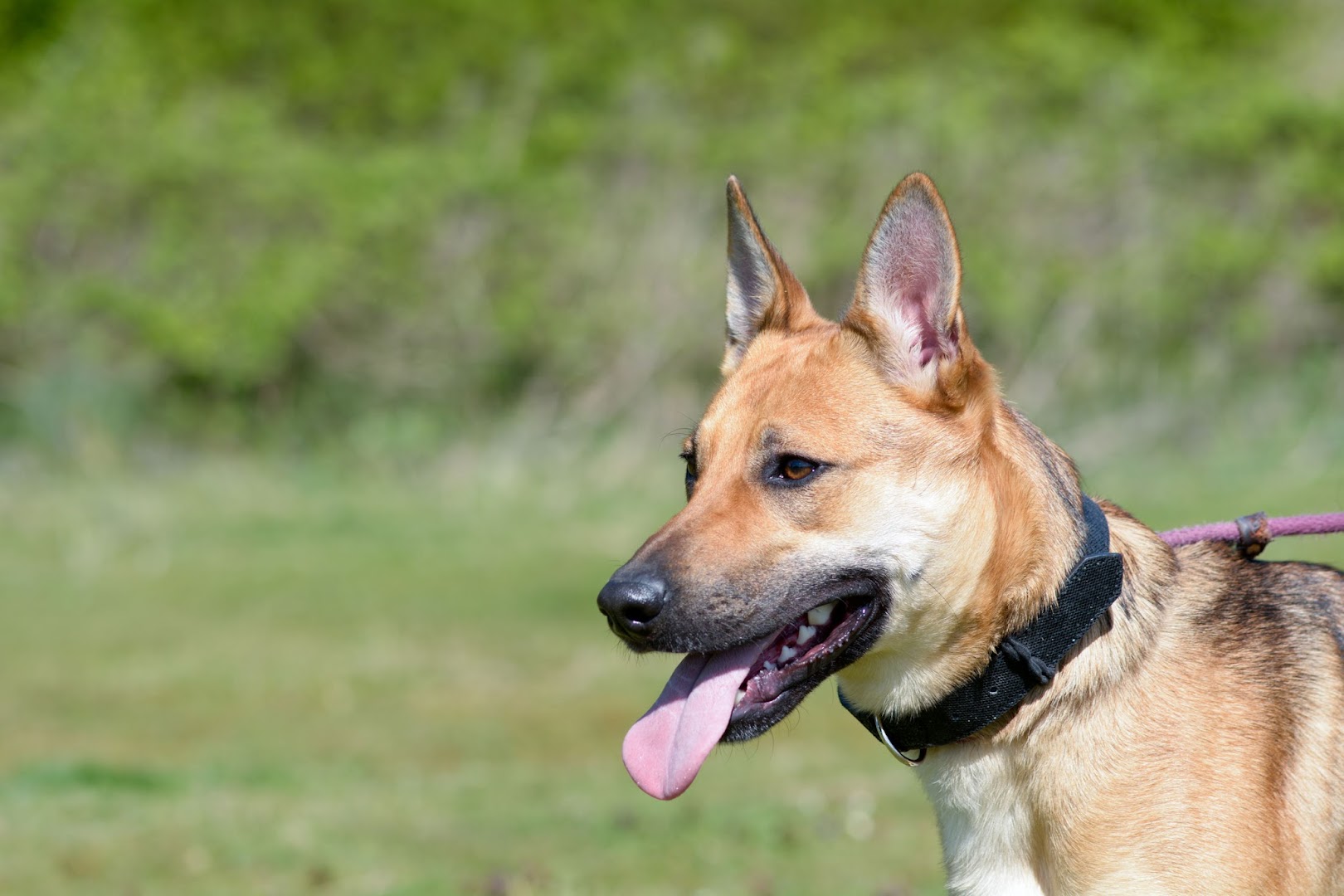 Happy Pawz Pet Wellness