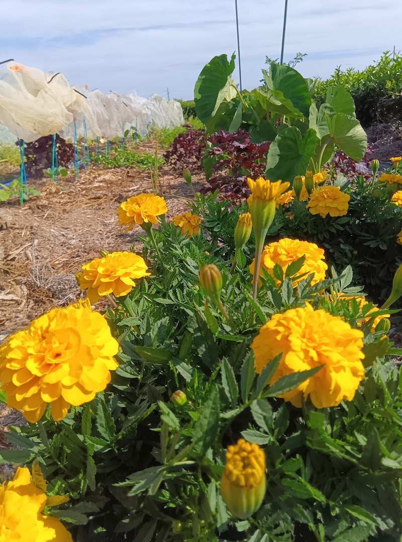 山の神オーガニックガーデン