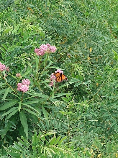 Haskell Wetlands