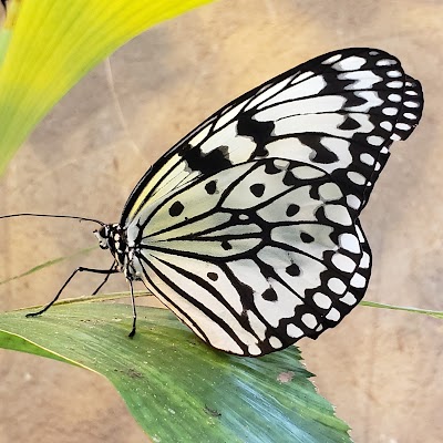 The Butterfly Palace & Rainforest Adventure