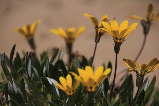 Seven Mile Beach Coastal Reserve - Thumbnail