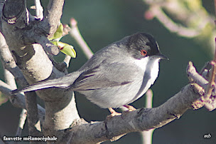 Photo n°6 de Les Amis de Nissan à Nissan-lez-Enserune (Association culturelle)