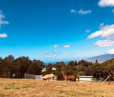 Maui Alpaca