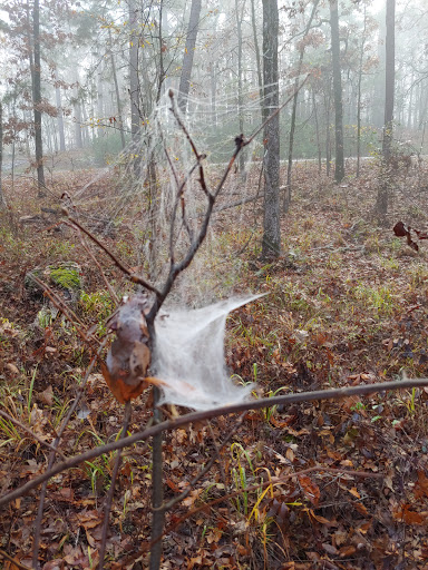 DeGray Lake Resort Island Trail - Thumbnail