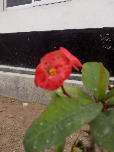 Photos of Jessore Hatchery