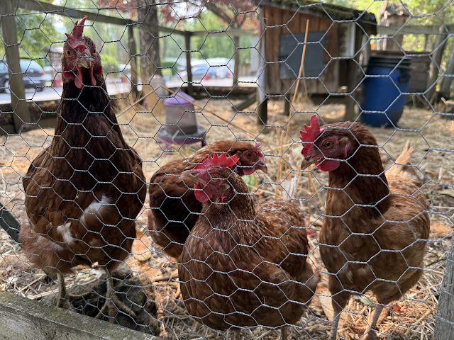 Camping Bombs by null