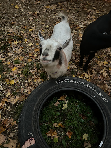 Skeeter's Holler - Thumbnail