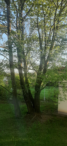 Wäldchen Bischleben Turmhang - Visual
