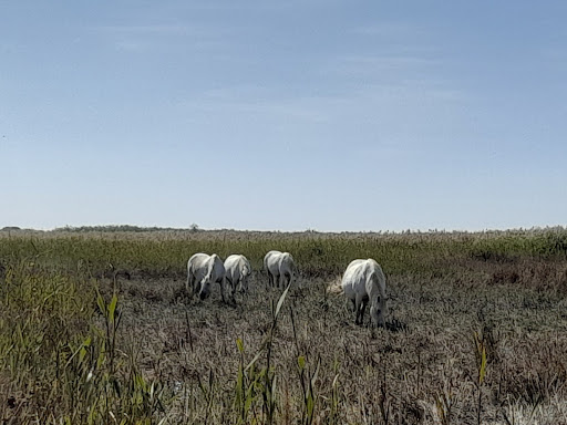 Visite Manade Camargue Camargu'oustau - ARLES - Thumbnail