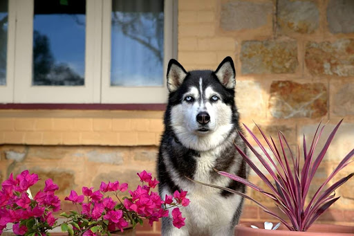 Canine Connect - Thumbnail