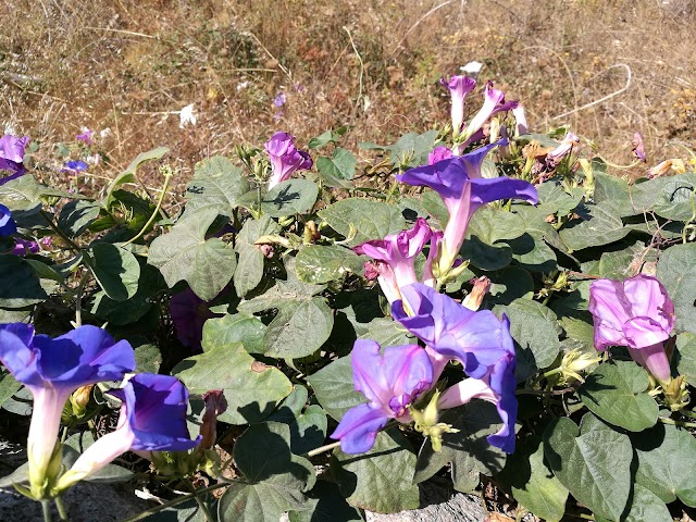 Miradouro da Fonte Santa