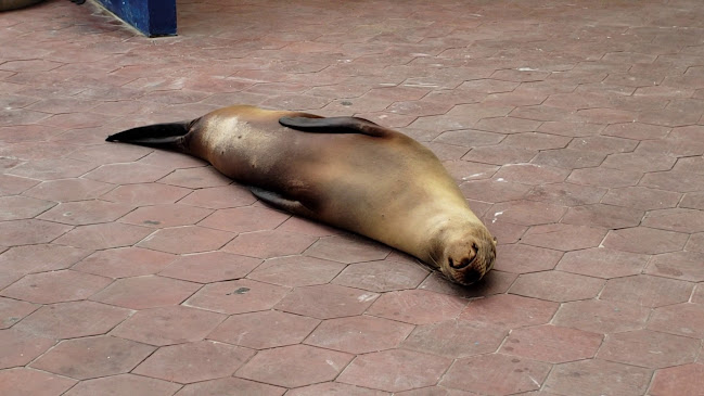 7M4Q+H5P, Ave Charles Darwin, Puerto Ayora