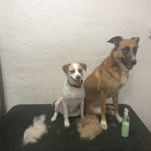 Mascotes Grooming - Thumbnail