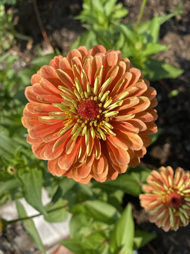 Midtown Bramble and Bloom Gallery - United States