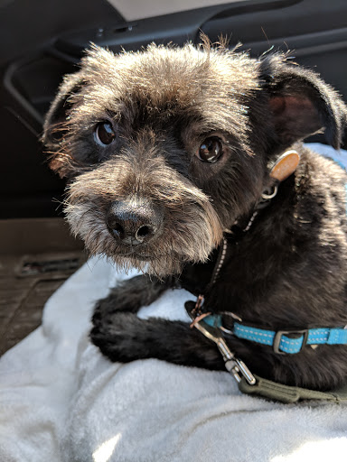 Pet Palace Grooming Salon - Thumbnail