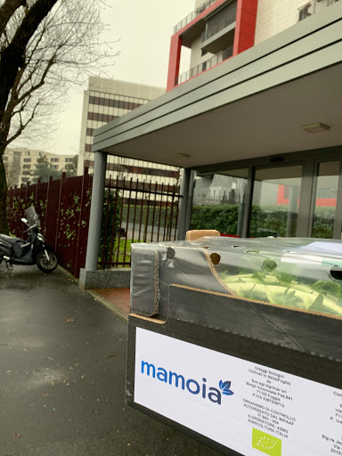 mamoia - Visual
