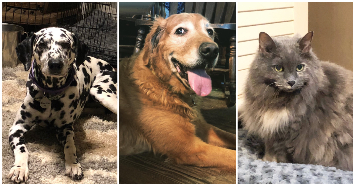 Senior Babe Sanctuary