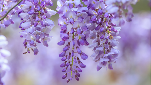 Whisks & Wisteria - Thumbnail