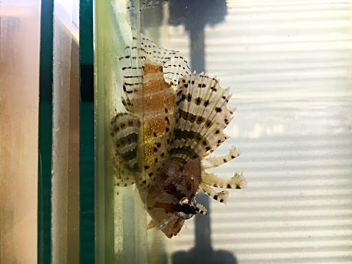 Upscale Aquatics - Visual