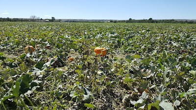 Mesilla Valley Maze